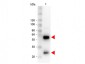 Anti-Swine IgG (H&L)  (Peroxidase Conjugated) Secondary Antibody